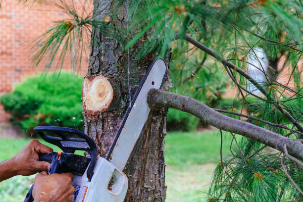 Dead Tree Removal in Bellville, OH